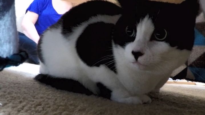 my cat from hell season 7 episode 8